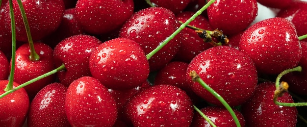 Ripe juicy cherries only collected from the branches of the cherry tree