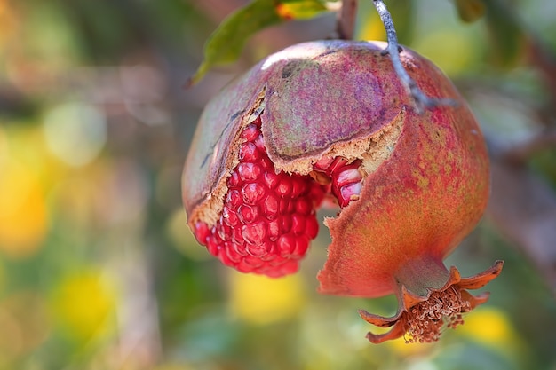 Ripe and juicy fruit pomegranate hangs on a tree in the garden