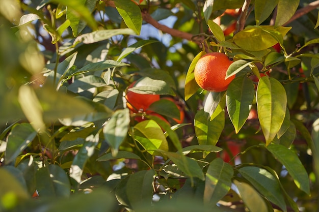 Ripe juicy oranges growing outdoors on a tree in the sun