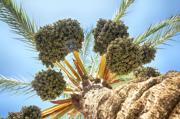 Ripe and juicy palm fruits that grow on the streets