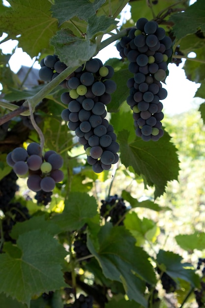 Ripe juicy purple grapes on a branch of tree with a sunny background