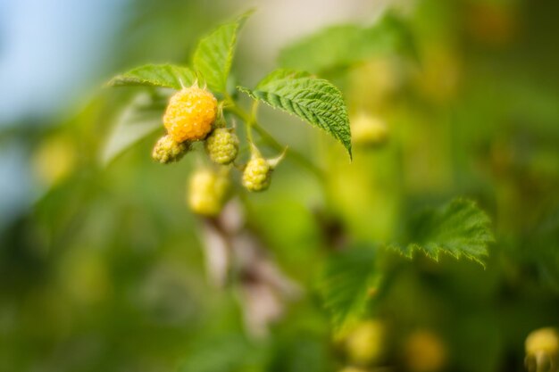 Ripe juicy raspberries Garden fruit bush Beautiful natural rural landscape with strong blurred background