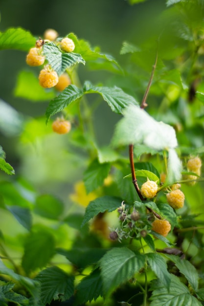 Ripe juicy raspberry Garden fruit bush Beautiful natural rural landscape with strong blurred background The concept of healthy food with vitamins