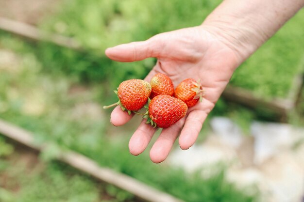 Ripe juicy red strawberries in grandma's hands in the garden