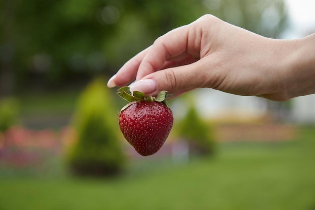 Ripe juicy strawberries in hand closeup macro green grass bright red strawberries holding fingers