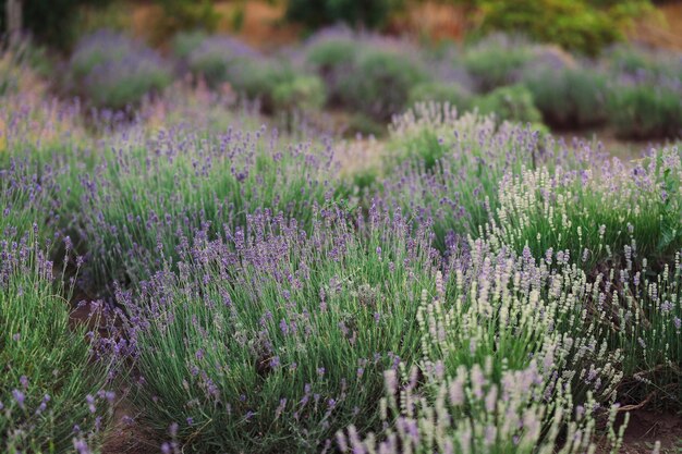 Ripe lavender bushes in the botanical garden Lavender meadow field Purple flowers