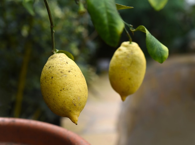 Ripe lemon growing on a branch