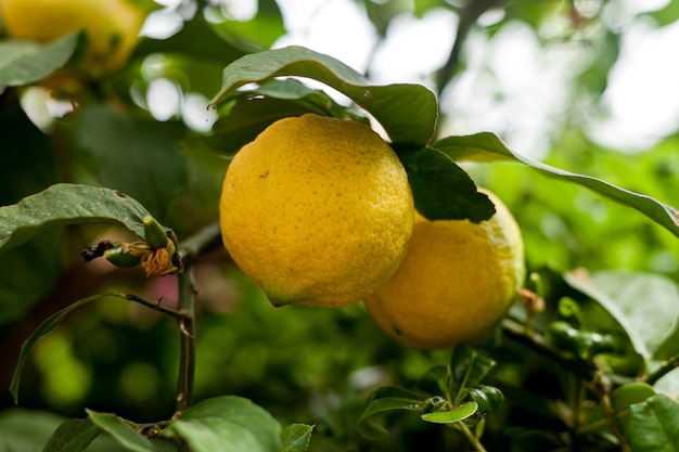 Ripe lemon growing on a tree closeup two lemons on a tree organic fruits citrus fruits in the garden...