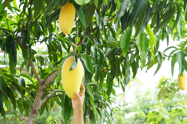 Ripe mango leaves on the tree