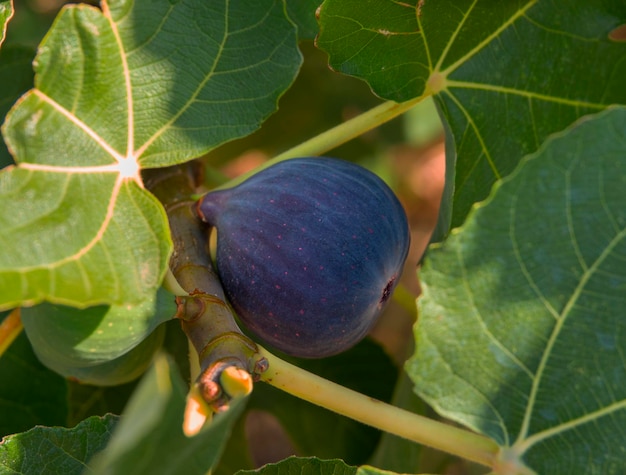 Ripe and maturing figs Ficus carica on a tree branch among green leaves in Greece