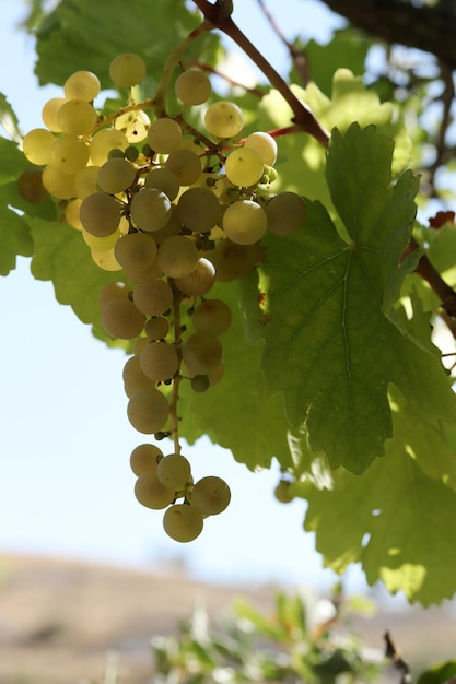 Ripe natural white grapes in autumn