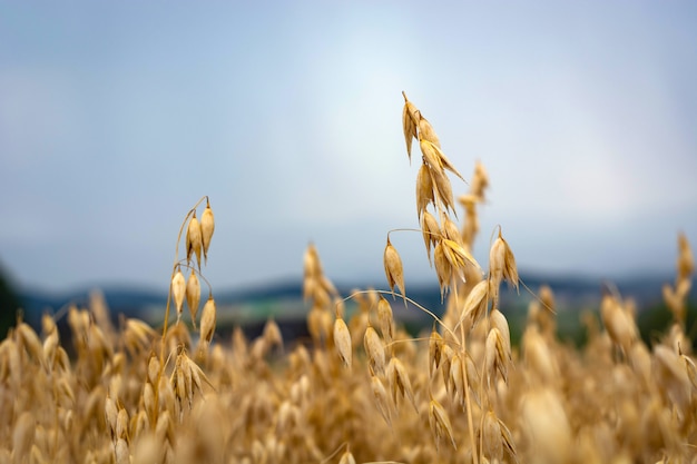 Ripe oats in the field against the sky