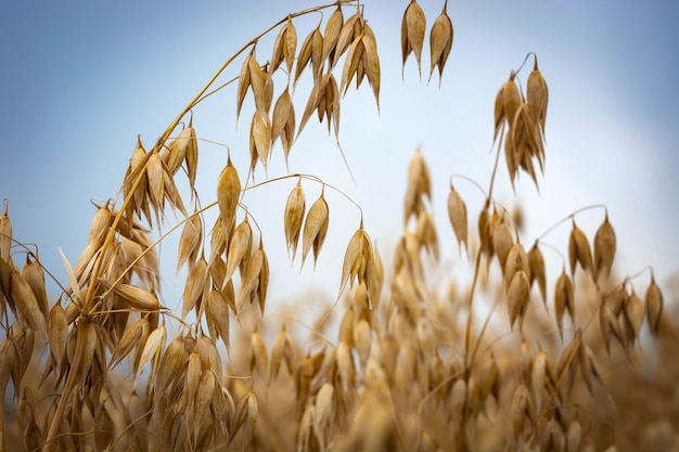 Ripe oats in the field against the sky