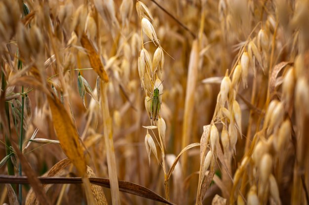 Ripe oats in the field against the sky