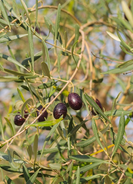 Ripe olives on a tree branch on a Sunny day on an island in Greece