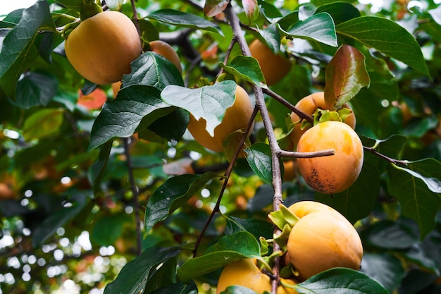 Ripe orange persimmon on persimmons tree branch with green leaves. Autumn harvest season