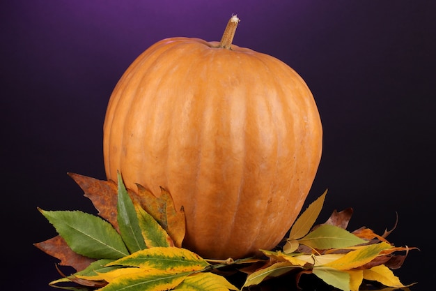 Ripe orange pumpkin with yellow autumn leaves on purple surface