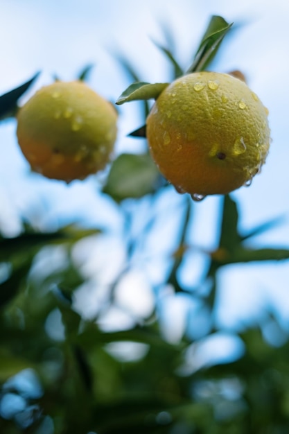 Ripe oranges on tree branches in an orange garden with water drops