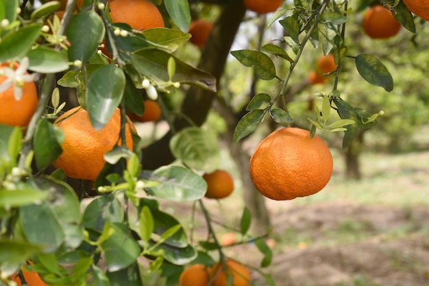 ripe oranges on tree closeup of a beautiful orange tree with orange fruit hanging on a tree