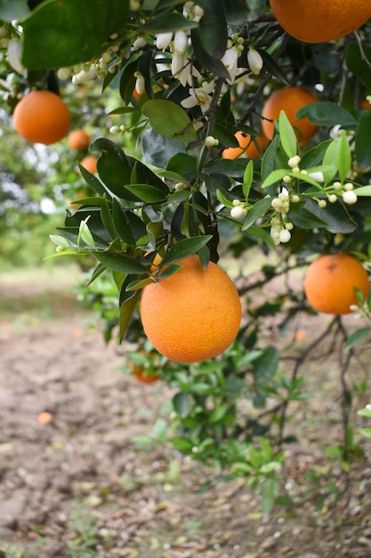 ripe oranges on tree closeup of a beautiful orange tree with orange fruit hanging on a tree