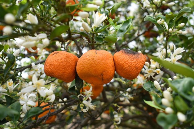 ripe oranges on tree closeup of a beautiful orange tree with orange fruit hanging on a tree