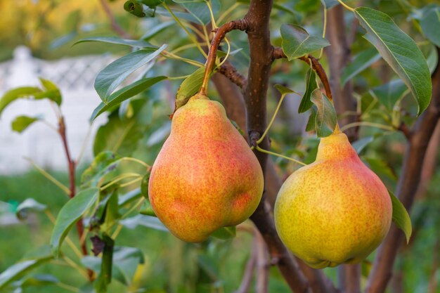 Ripe organic cultivar pears in the summer garden with a fence in the background