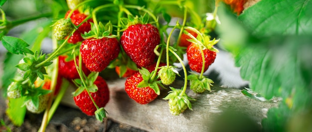 Ripe organic strawberry bush in the garden close up. Growing a crop of natural strawberries