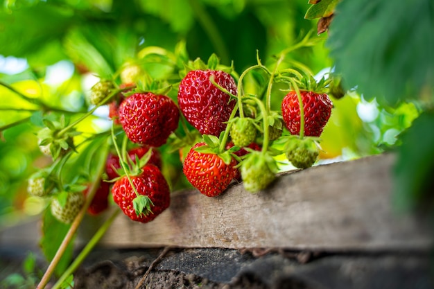 Ripe organic strawberry bush in the garden close up. Growing a crop of natural strawberries