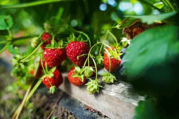 Ripe organic strawberry bush in the garden close up Growing a crop of natural strawberries