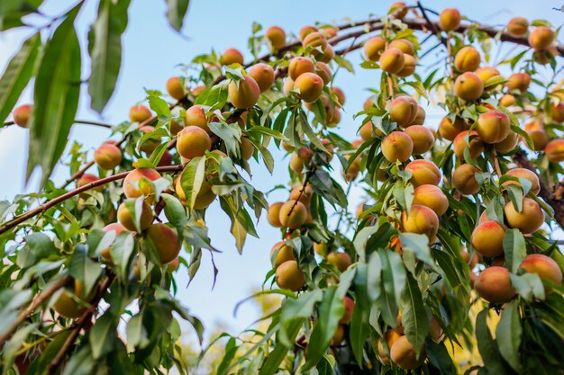 Ripe peaches hanging on tree in autumn orchard