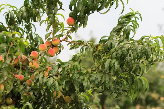 Ripe peaches hanging on the tree in the orchard. Focys on peaches. Healthy and natural food.