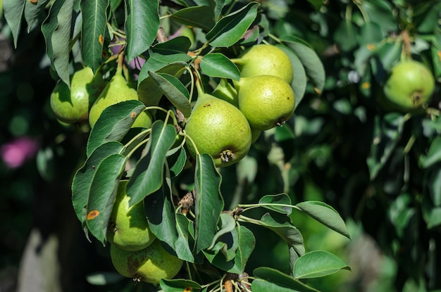 ripe pear tree branch in the garden