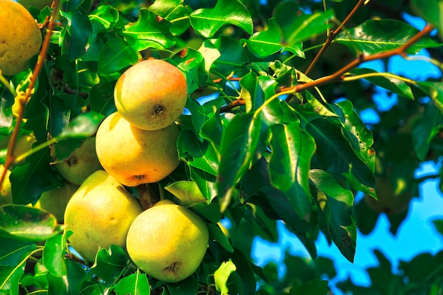 Ripe pears hang on tree among leaves