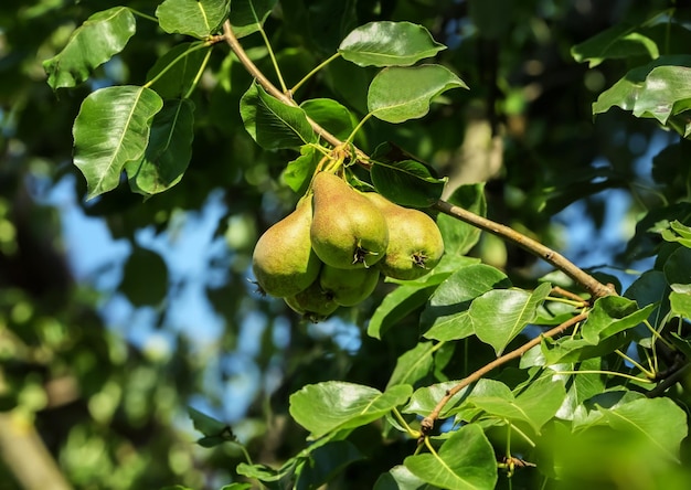 Photo ripe pears on tree in garden