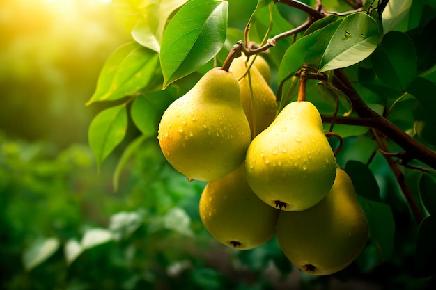 Ripe pears on the tree Organic fresh pears Juicy pears Background AI generated