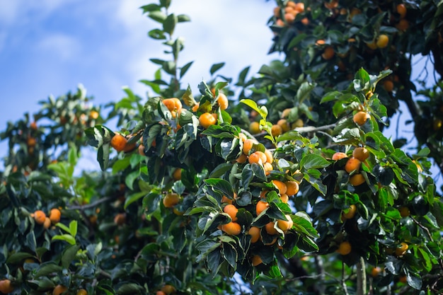 Ripe Persimmons fruit hanging on Persimmon branch tree in blue sky 