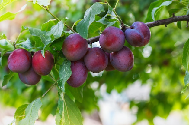 Ripe plums on a branch