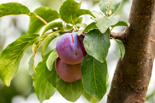 Ripe plums in the garden on a tree Harvest plums