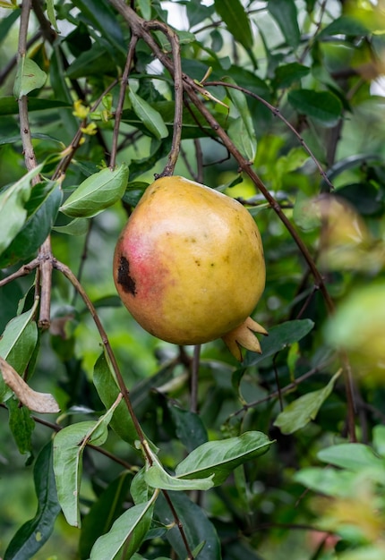 Ripe pomegranate fruit hanging on the tree close up