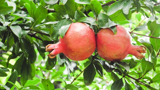 Ripe pomegranate fruits on tree branch