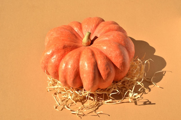 Ripe pumpkin squash under the sun with straw on neutral background