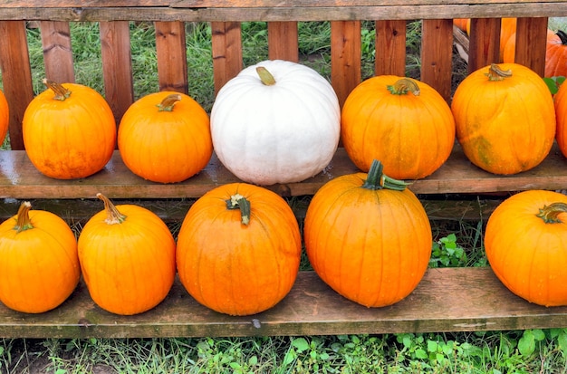 Ripe pumpkings laying on wooden shelves wet under the rain