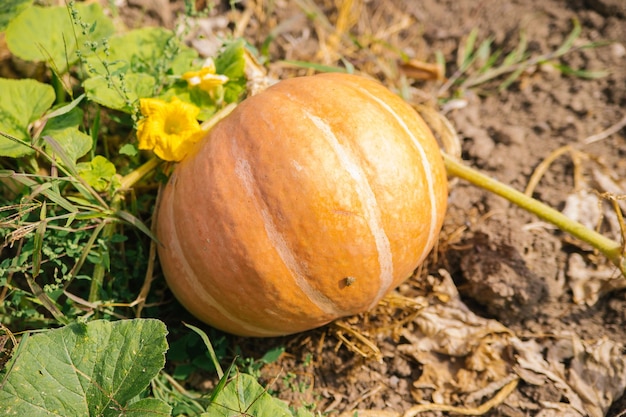 Ripe pumpkins are lying on the ground in the garden Autumn harvest Preparing for the celebration of Halloween