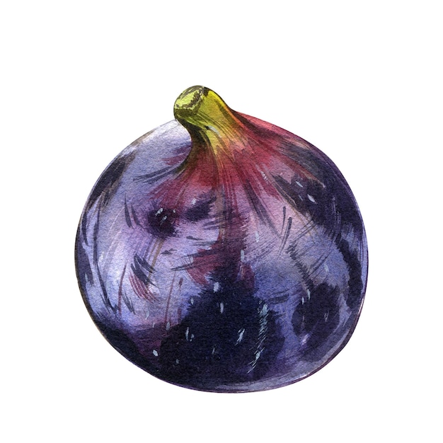 Ripe purple fig fruit isolated on white background watercolor handrawing botanic realistic illustrat