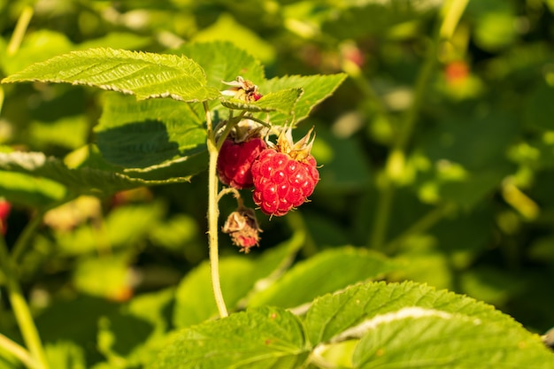  ripe raspberries in a garden on green background