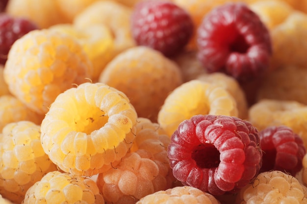 Ripe raspberries of two types yellow and red as a background closeup