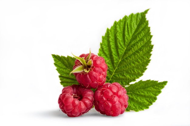 Ripe raspberry with leaf