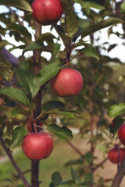 Ripe red apples on apple tree. An apple tree branch in the garden on a summer day.