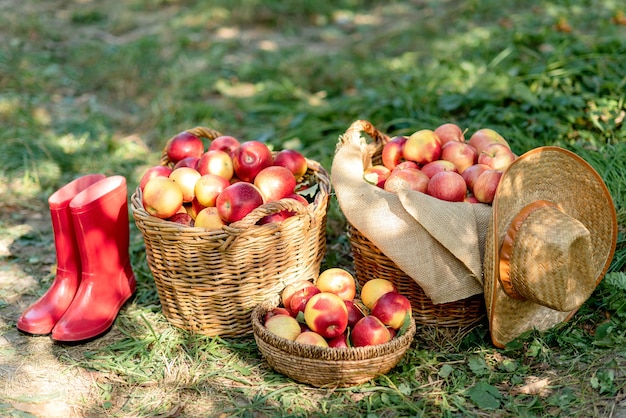 Ripe red apples in a basket on green grass