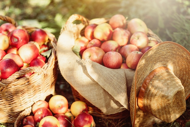 Ripe red apples in a basket on green grass